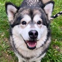 BRISKA, chienne à adopter