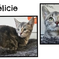 FELICIE(Réservée), chatte à adopter