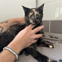 RHILEY, chatte à adopter