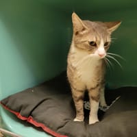 PRETORIA PAB28069, chatte à adopter