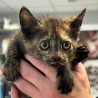 AURORA, chatte à adopter