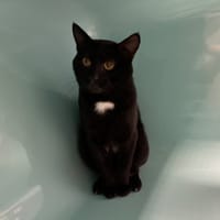 ARZEL, chat à adopter