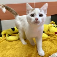 SCORPIO, chat à adopter