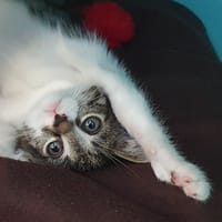 POMME CHA, chat à adopter