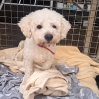 RASTA, chien à adopter
