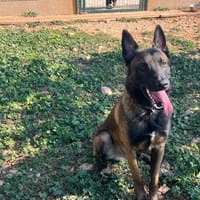 MILKIT, chien à adopter