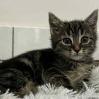 ODILE, chatte à adopter