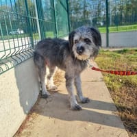 NESS, chien à adopter