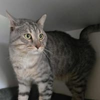 CHARLIE, chat à adopter
