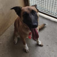LYNNE, chienne à adopter
