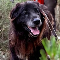 ACHILLE, chien à adopter