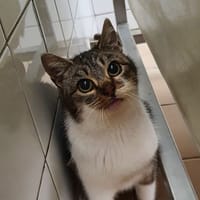 PIOPIOTTE, chatte à adopter