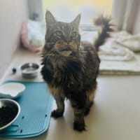 Clothaire, chat à adopter