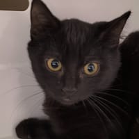 CALIN, chat à adopter