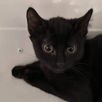 CHARMEUR, chat à adopter
