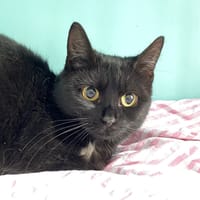 WAKANDA, chatte à adopter
