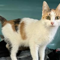 DAPHNE, chatte à adopter