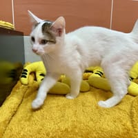 TAURUS, chat à adopter