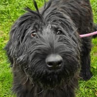 MAHITIKA, chienne à adopter