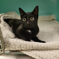 KINSHASA PAB28068, chatte à adopter