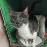 RIVOLI PAB28022, chat à adopter