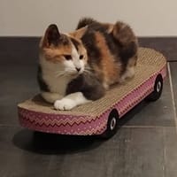 MIMOSA, chatte à adopter