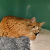 LOME PAB28066, chat à adopter
