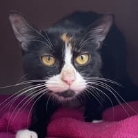 NEVANA, chatte à adopter