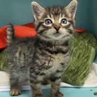TOKAPI, chat à adopter