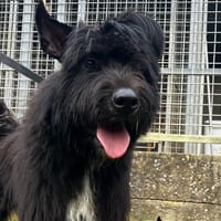 ROBINO, chien à adopter