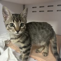 choco, chat à adopter