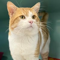 GRIZZLY, chat à adopter