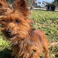 PIN'S ( reservé), chien à adopter