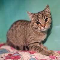 Cendré, chatte à adopter