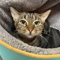 CHOUPETTE, chatte à adopter