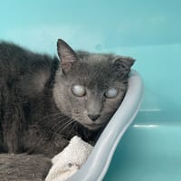 MISTY, chatte à adopter