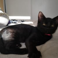 ALFRED, chat à adopter