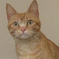 SAVANA, chatte à adopter