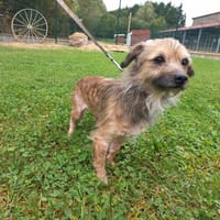 Tom, chien à adopter