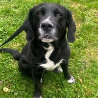 COMETE, chienne à adopter