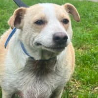 PRUNELLE, chienne à adopter