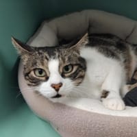 NUAGE pab28055, chat à adopter