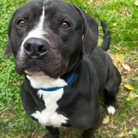 BENE, chien à adopter
