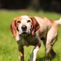 Sully, chien à adopter