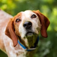 Sully, chien à adopter