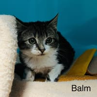BALM, chat à adopter