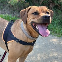 YUNA, chienne à adopter