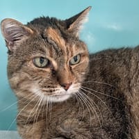 MONA, chatte à adopter