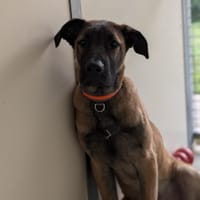 ALADIN, chien à adopter