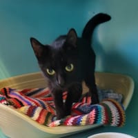 Mulan, chatte à adopter